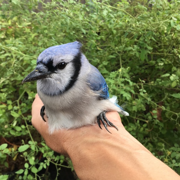 Yesteryear Memories of Blue Jays in my Garden... - Picture 3 of 5